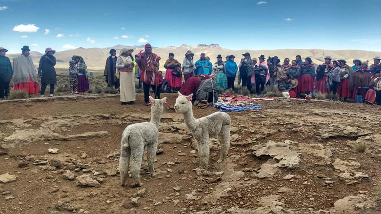 Community ceremony on the altiplano with alpacas and villagers in traditional dress