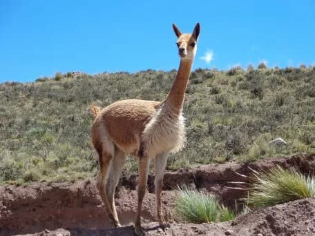 Vicuña in the heights of the Andean altiplano